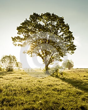 Lone tree on green field