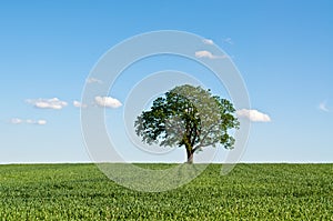 Lone Tree in a Green Field