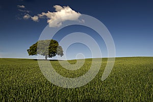 Lone tree in green field