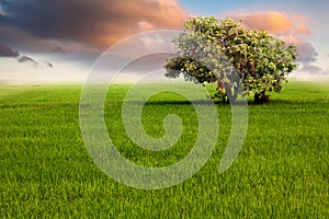 Lone tree in green field