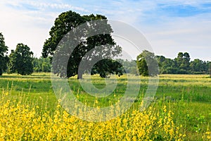 A lone tree in a green field