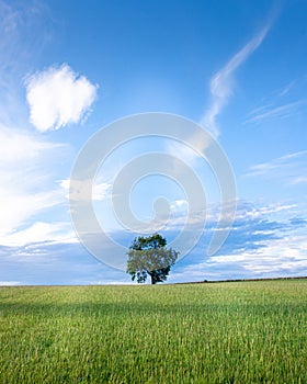 Lone Tree green field blue sky