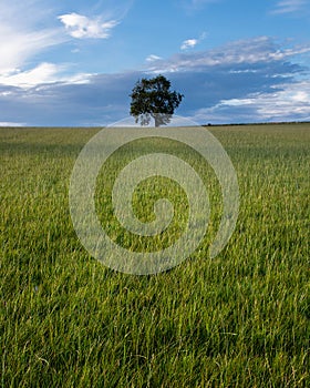 Lone Tree green field blue sky