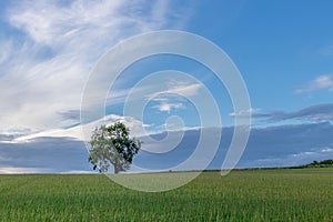 Lone Tree green field blue sky