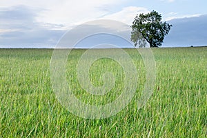 Lone Tree green field blue sky