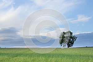 Lone Tree green field blue sky