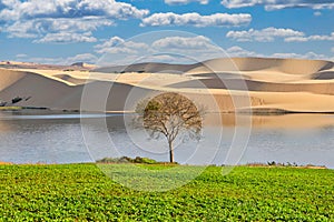 A Lone Tree and A Green Field by Lotus Lake and White Sand Dunes in Mui Ne, Vietnam