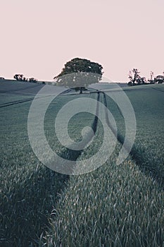a lone tree in a green field of wheat at sunrise