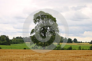 Lone tree on green fieldLonely large oak tree with wide branches on a green field