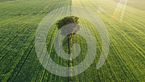 Lone tree on the green fields