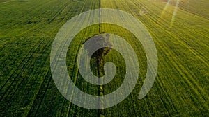 Lone tree on the green fields