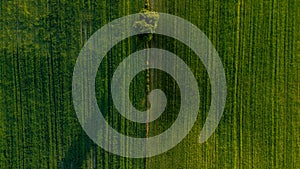 Lone tree on the green fields