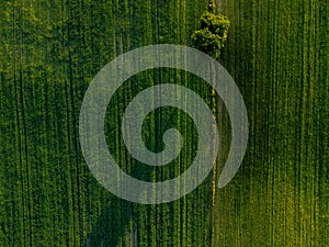 Lone tree on the green fields