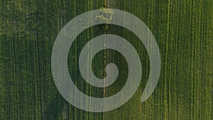 Lone tree on the green fields