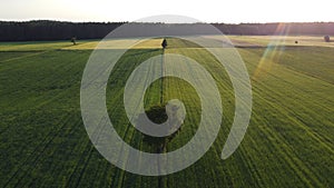 Lone tree on the green fields