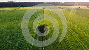 Lone tree on the green fields