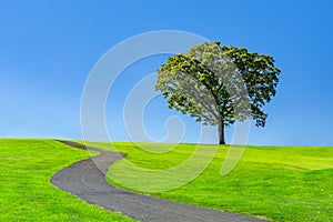 Lone tree on a green meadow