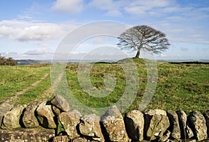 Lone tree on Grindon Moor, Derbyshire