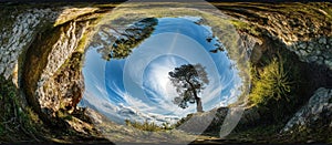 A Lone Tree Growing on a Rock Cliff Under a Blue Sky