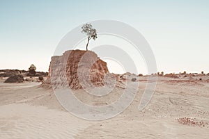 Lone tree grows on top of sand hill in desert