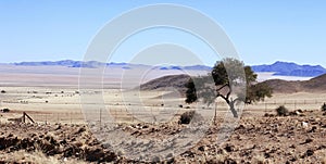 Lone tree in the harsh desert