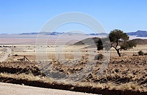 Lone tree in the harsh desert