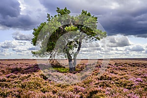 Lone tree in the heather