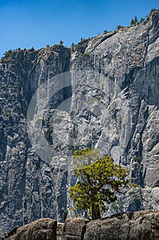 Lone tree high on a ridge, Upper Yosemite Falls Trail, Yosemite Nat`l. Park, CA