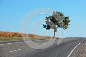 Lone tree by the highway against blue sky