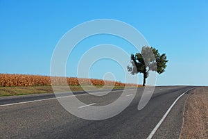Lone tree by the highway against blue sky