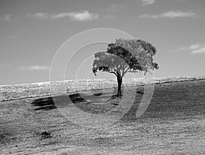 Lone tree on hill