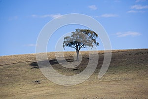 Lone tree on hill
