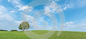 Lone tree on a hill in the French countryside