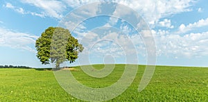 Lone tree on a hill in the French countryside