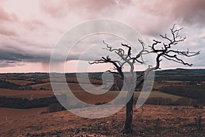 a lone tree on a hill with rain and storm clouds in the background, Old Winchester Hill, Hampshire, UK