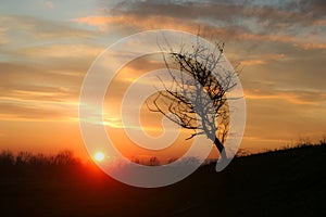 Lone tree on a hill silhouetted against a pastel colored sky at sunset in Romania