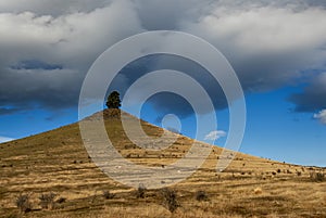 Lone tree on hill top, farmland, New Zealand