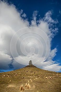 Lone tree on hill top, farmland, New Zealand