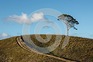 lone tree on a hilltop with a border line running beneath photo