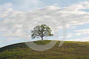 lone tree on a hilltop with a border line running beneath photo