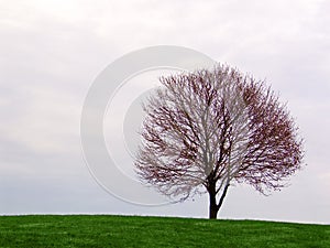 lone tree on the horizon