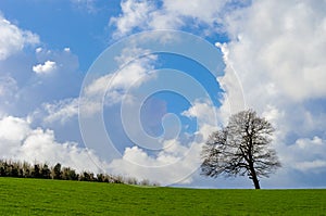 Lone tree isolated against sky in green field with copy space