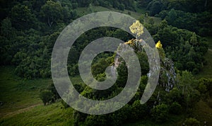 Lone tree isolated in the forest background at sunrise