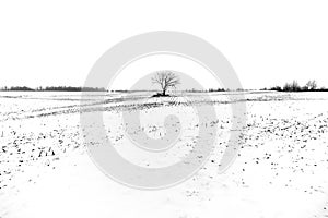 Lone tree and its branches in a farm field silhouetted against w