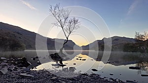 Lone Tree on Lake Llyn Padarn in Snowdonia National Park, Wales, UK in 2023