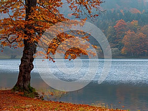 A lone tree by a lake in the middle of a forest
