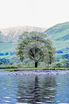 Lone tree on lake shore