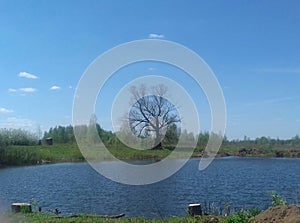 A lone tree on the lake shore