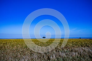 Lone Tree Landscapes at the savannah grassland wilderness hill shrubs great rift Valley maasai mara national game Reserve park