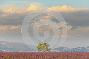 Lone tree in a lavender field on the plateau of Valensole in Provence